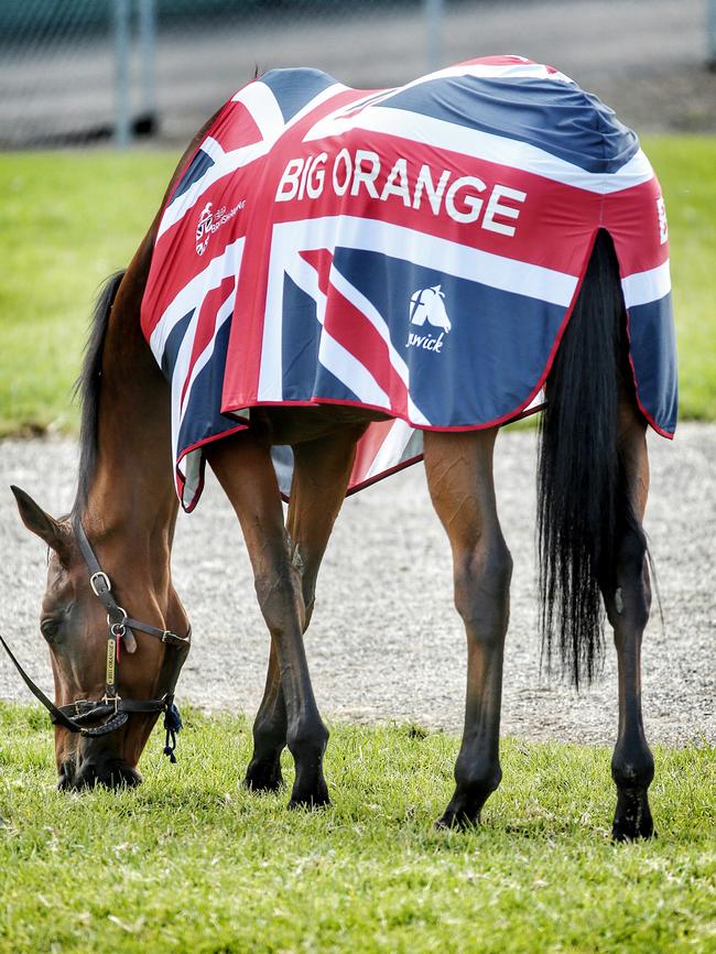 The Michael Bell trained Big Orange. Picture: Colleen Petch.