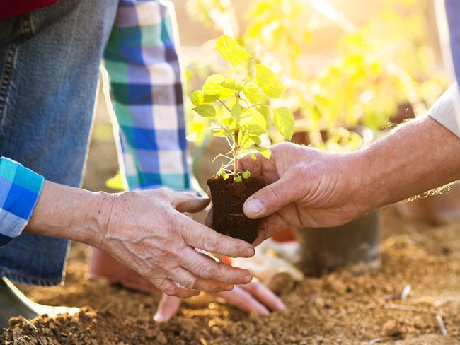 Planting trees: a big part of offsetting our emissions.