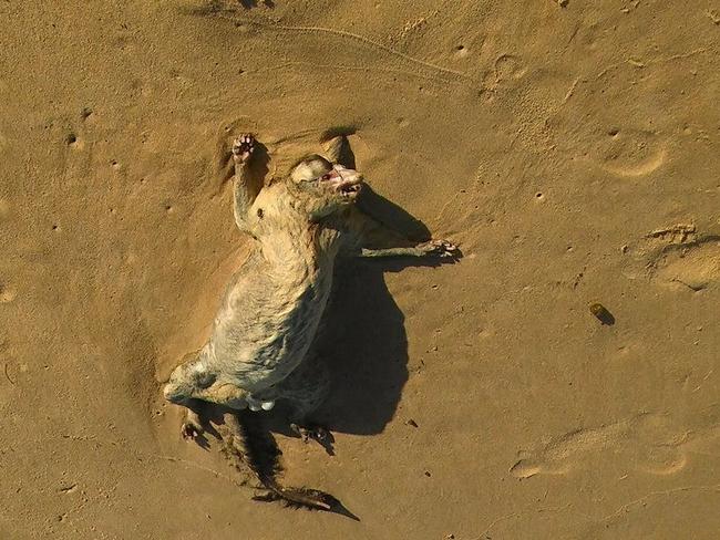 The discovery comes after a possum was found washed up at Dee Why earlier this month. Picture: Iris Brusse