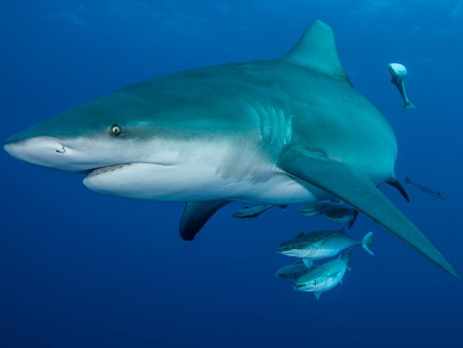 Bull shark with remoras, or ‘suckerfish’, attached. Picture: Ryan Daly.