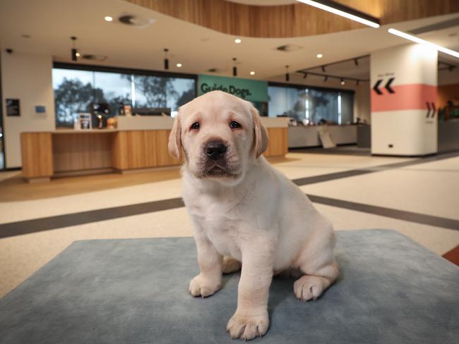 Exclusive behind the scenes tour of Guide Dogs VictoriaÃ¢â¬â¢s BRAND NEW, state-of-the-art $33 million sensory campus. 6 week old labradors puppy in the new reception.                       Picture: David Caird