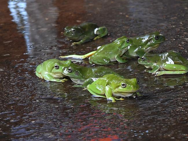 Frog racing at Noonamah Tavern | The Advertiser