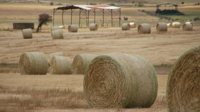 Ticked off: Test results have been surprisingly good for new-crop hay that was affected by rainfall of 50-60mm.