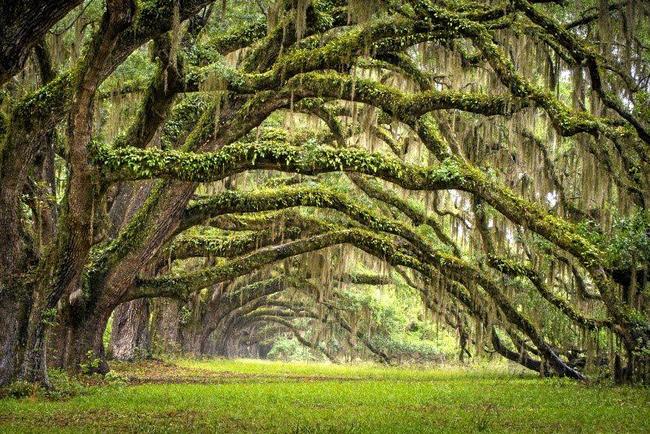 What's not to love when you can have a rainforest as a backdrop in your home?