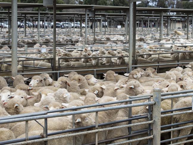 LIVESTOCK: Bendigo Lamb Sale. Bendigo Livestock exchange. Bendigo SaleyardsPICTURED: Generic sheep. Sheepyards. Stock photo. Lamb. PICTURE: ZOE PHILLIPS