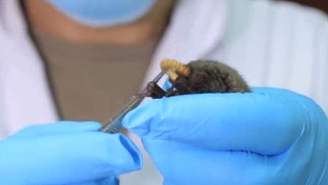 A scientist feeds a worm to a bat inside the Wuhan laboratory.