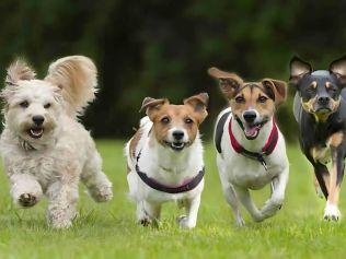 Four stocks are up and running strongly, says Morningstar. Picture: Getty Images