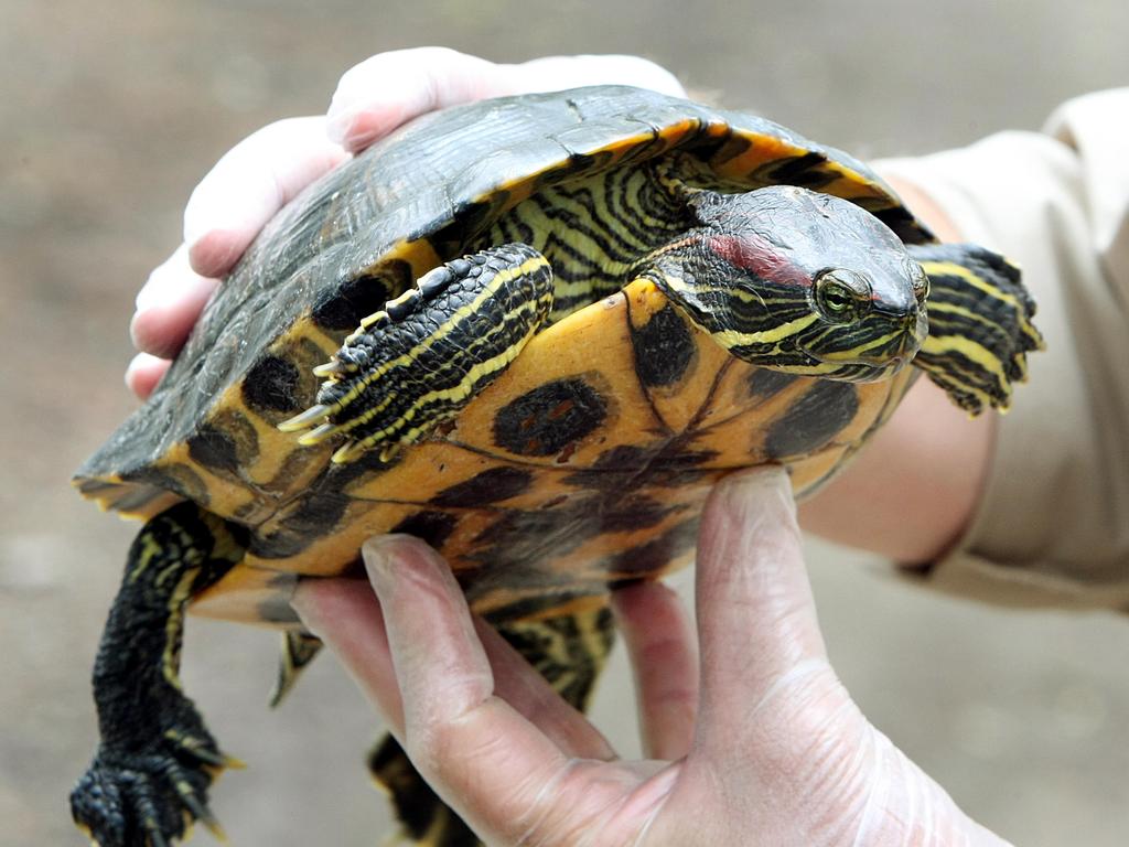 Are Red-Eared Slider Turtles Aggressive?  