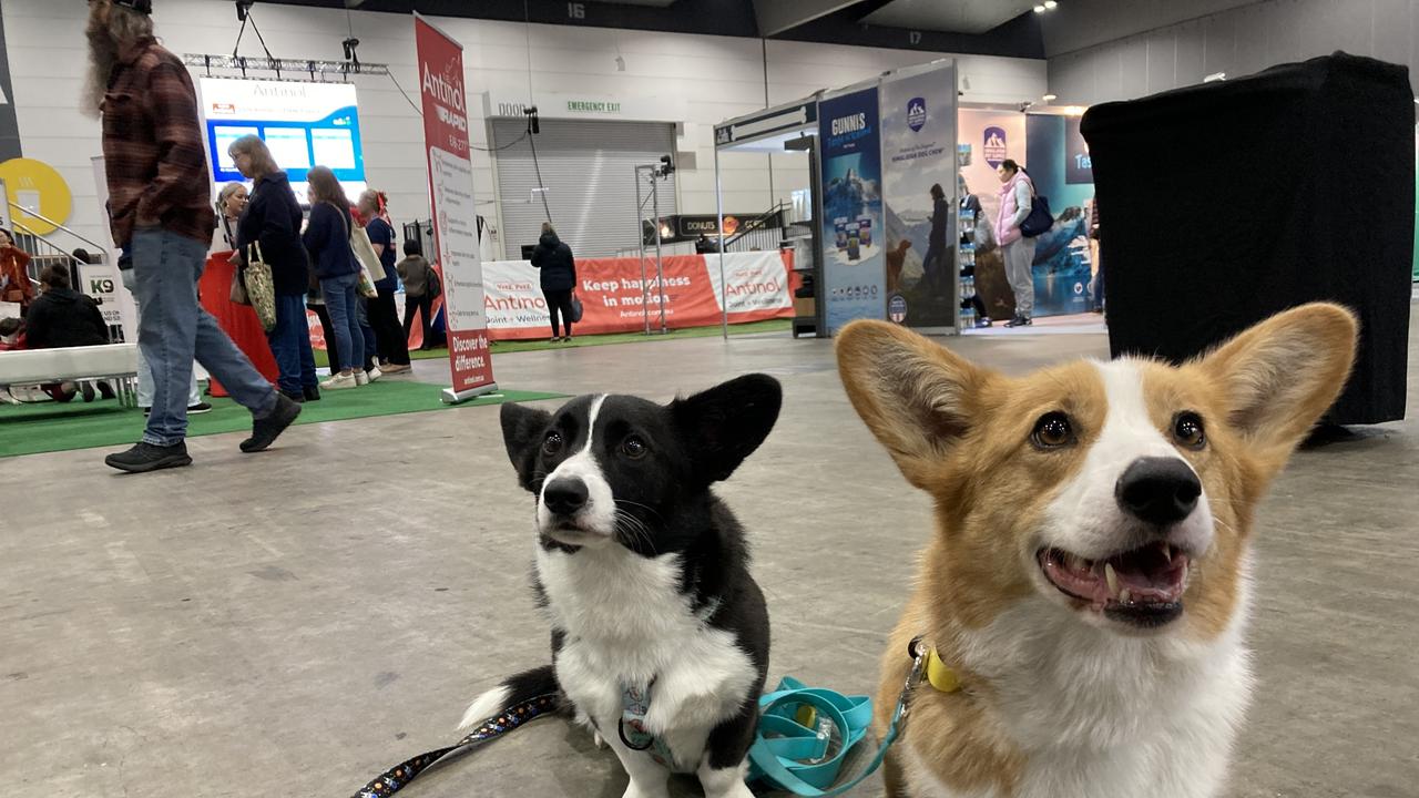 Dogs, Dog Lovers Festival, Melbourne, Exhibition Centre, What’s On