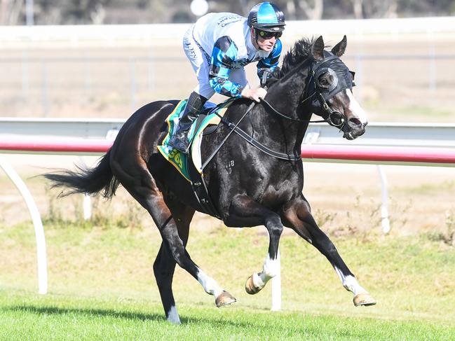 Born To Shine could give her rivals something to chase in the last race of Tuesday's Ararat meeting. Picture: Racing Photos via Getty Images.