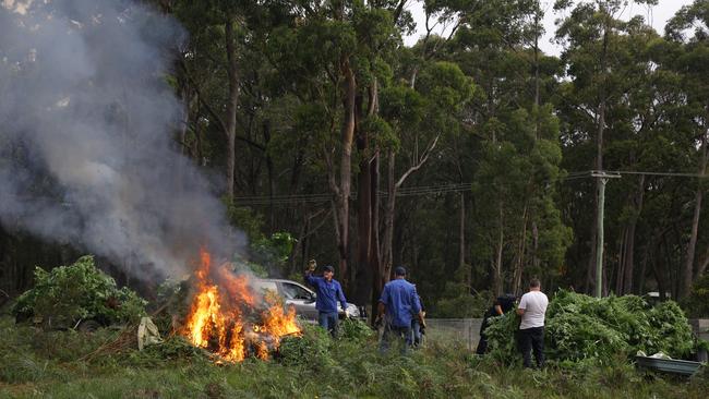 Police destroyed the plants on site with the help of the RFS. Picture: NSW Police