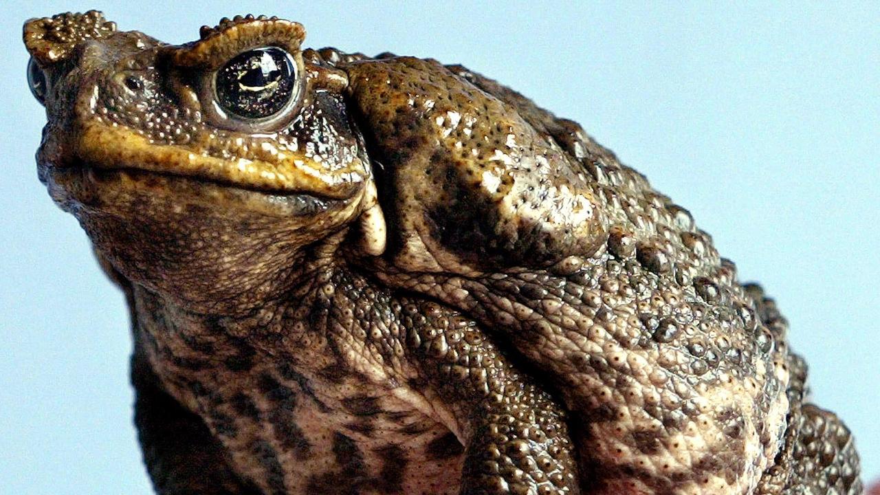 Cane toads are poisonous and are a threat to many Australian native animals. Picture: AFP