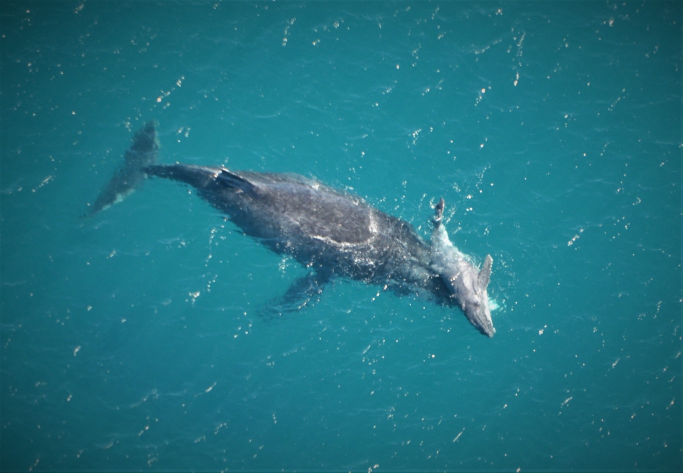 Humpback whale gives birth | The Courier Mail