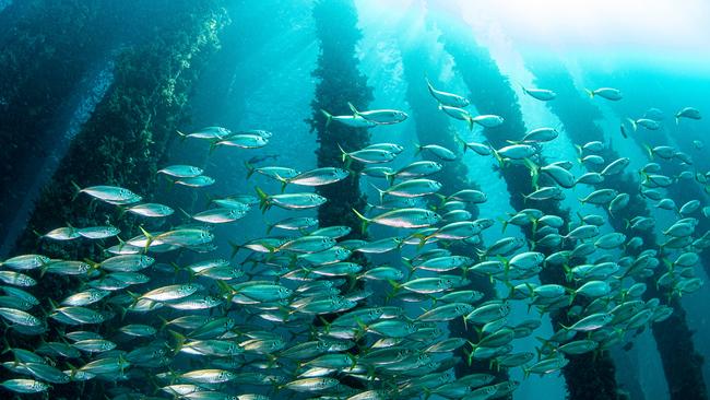 Yellowtail scad as seen from Rapid Bay jetty. Picture: Carl Charter