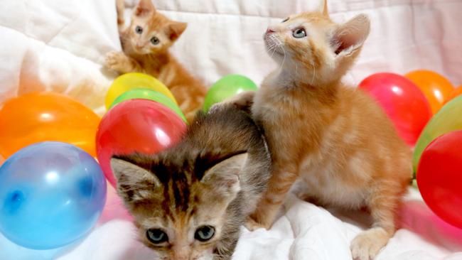 Garfield, Winnie and Maisy from Kitten Kapers Rescue in Cleveland. Picture: RICHARD WALKER