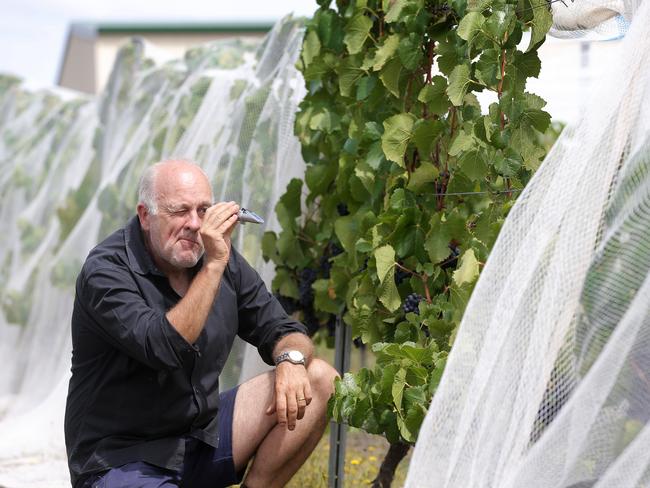 Wobbly Boot Vineyard owner Paul Williams, who nets his grapes, says fulling wildlife is totally unnecessary as there a heap of other strategies, such as netting, sonic devices, electric fences, lasers and so on to protect crops from native wildlife. PICTURE: Luke Bowden