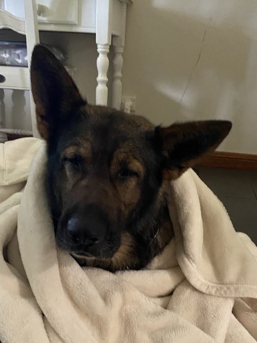 PD Rusty has hung up his Sabre vest for some well-deserved rest. Picture: Supplied.