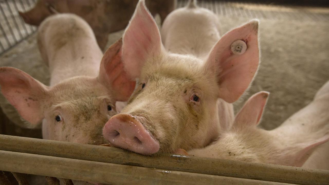 Pigs stand in a barn at a pig farm in Jiangjiaqiao village in northern China. Picture: AP/Mark Schiefelbein