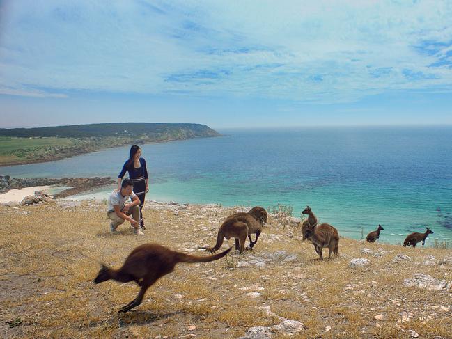 Kangaroo Island is ranked seventh in the country as a <span id="U6537859254969JD" style="font-stretch:99%;">destination that wealthy international </span>tourists say they want to visit in the next four years.