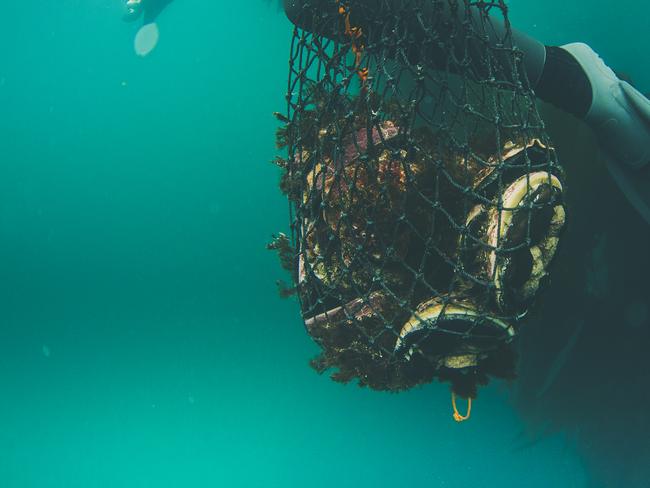 A day in the life of abalone diver James Polanowski. Picture: STUART GIBSON