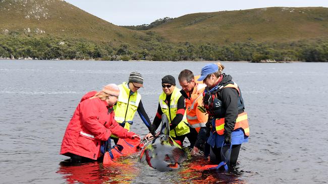 Rescue teams work to save a Pilot Whale at Macquarie Harbour near Strahan. Picture: STEVE BELL/GETTY IMAGES