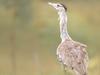 An Australian Bustard which lives in the nature reserve on the 13,000 hectare Mt Pleasant cattle station between Collinsville and Bowen. Picture: Garlone Moulin