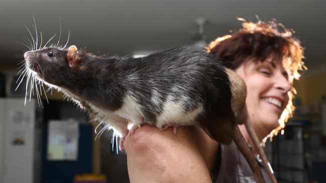 Harry the rat is keen to lose some weight with a little less food and more exercise. Picture: Glenn Hampson