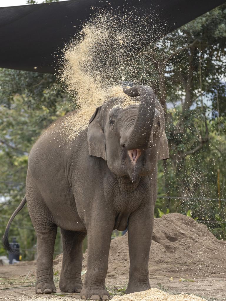 Pak Boon gives herself sawdust bath. Picture: Rick Stevens