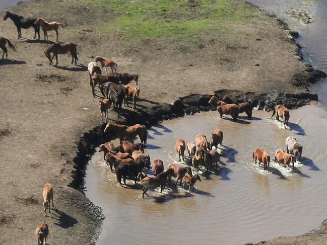 POOL PHOTO: Feral horses also known as brumbies seen in the Kosciuszko National Park near Tantangara, on Friday 3 December 2021. Pool photo: Alex Ellinghausen