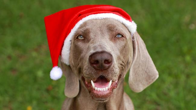 Avoid a disaster with your pet this Christmas