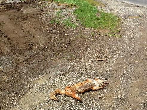 The Department of Primary Industries, Parks, Water and Environment (DPIPWE) is investigating all the circumstances surrounding a fox carcass that was reported to the Department by a member of the public on Sunday.