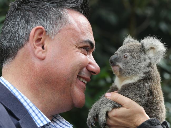 Deputy Premier John Barilaro meets Chardy the ten-mont- old female koala at Currumbin Wildlife Hospital. Picture: Glenn Hampson