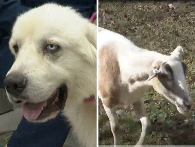 Casper the sheepdog didn’t hesitate for a second before launching into a savage attack when a pack of wild animals came for his sheep.