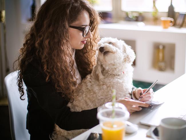 Stylish brunette working from home in her home office and holding her dog in her lap.