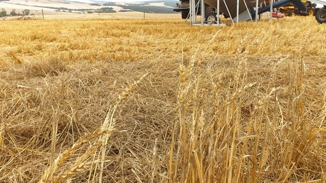 Crop damage at Phil Docking’s Koppio property.