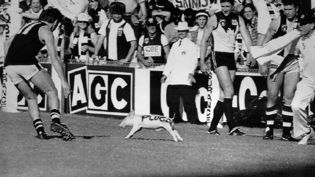 AFL football - Sydney vs St Kilda match at SCG 01 Aug 1993. Plugger the Pig mascot running on the SCG ground. (Pic Steve Cooper)