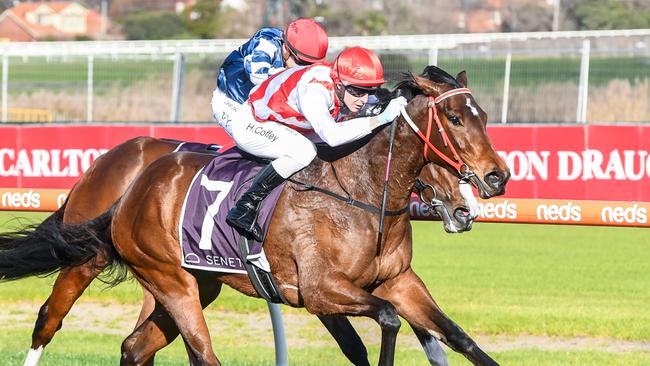 Cute As produced a blowout quaddie result. Picture: Brett Holburt-Racing Photos via Getty Images