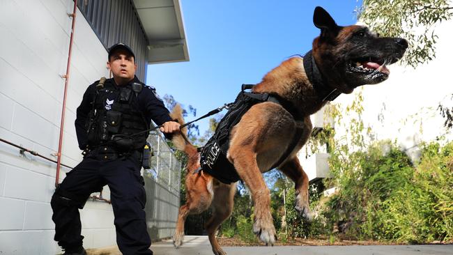 If police dogs are used to find missing people in Australia, they don’t actually find the missing. Picture: Scott Powick