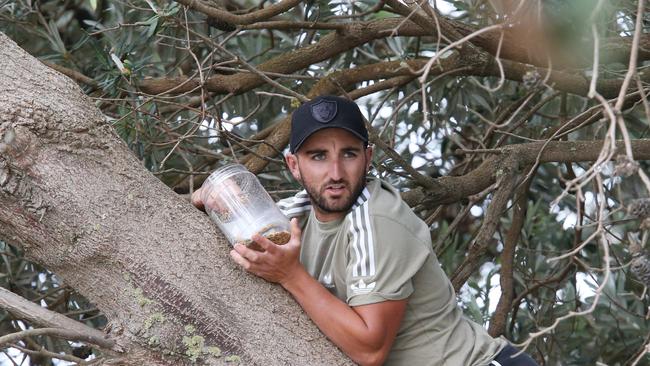 Owner Justin Zammit trying to get Tiki from the tree. Picture: Mark Wilson