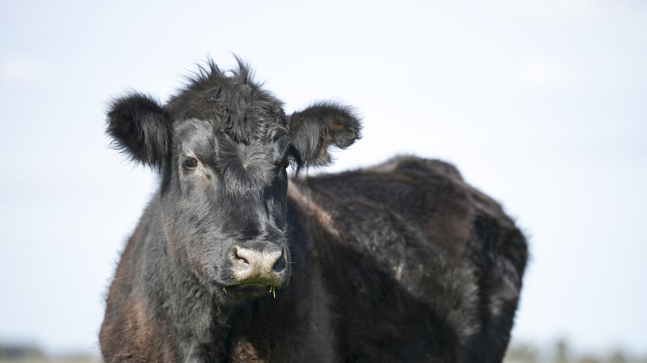 Claire’s Black Angus are pasture fed. She believes there is a strong correlation between low-stress animal handling and the eating quality of the meat. Picture: Dannika Bonser