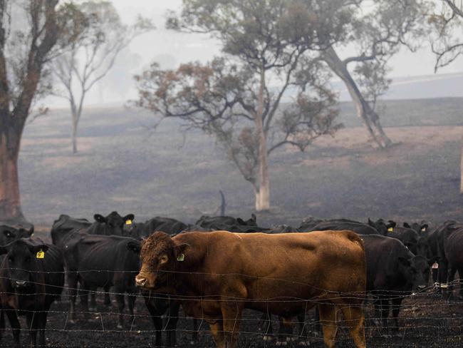 Beef cattle in Cobargo, NSW on 6 January 2020, after a devastating bushfire passed through the area on 31 January 2019. Picture by Sean Davey.