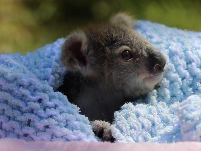 Elsa loves cuddles. Picture: Australian Reptile Park