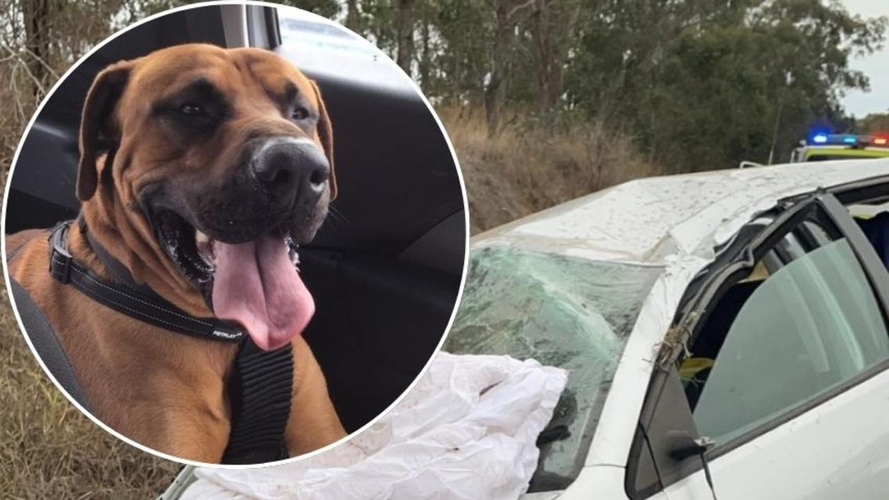 Desperate plea after beloved dog flees following ‘traumatic’ crash