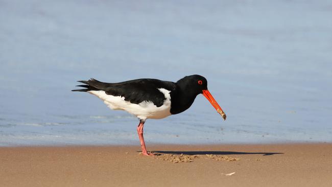 A pied oyster catcher on the beach along Urunga's Atherton Drive.