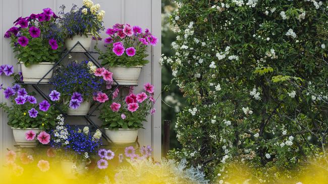 Paul and Noela Rubb, Schultz-Haden Rd, Haden, Garden for Good 2020, Carnival of Flowers 2020, Friday, September 25, 2020. Picture: Kevin Farmer