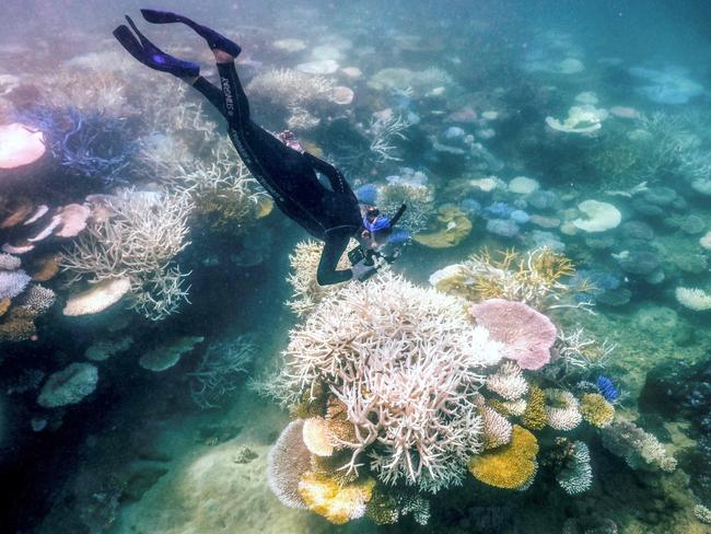 (FILES) In this underwater photo taken on April 5, 2024, marine biologist Anne Hoggett snorkels to inspect and record bleached and dead coral around Lizard Island on the Great Barrier Reef, located 270 kilometres (167 miles) north of the city of Cairns. Australia must take "urgent" action to protect the Great Barrier Reef, including setting more ambitious climate targets, the UN's cultural organisation has warned. In a draft decision, released late June 24, UNESCO also asked Australia to submit an update on protection efforts early next year, but stopped short of recommending the reef be placed on its list of endangered heritage sites. (Photo by David GRAY / AFP)