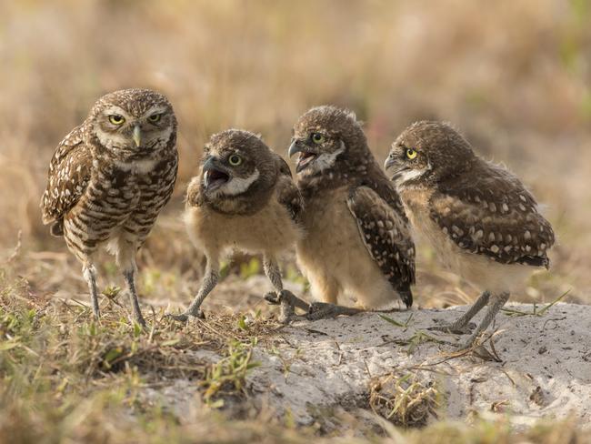 Female burrowing owl and owlets. Picture: Barb D’Arpino/Barcroft Images