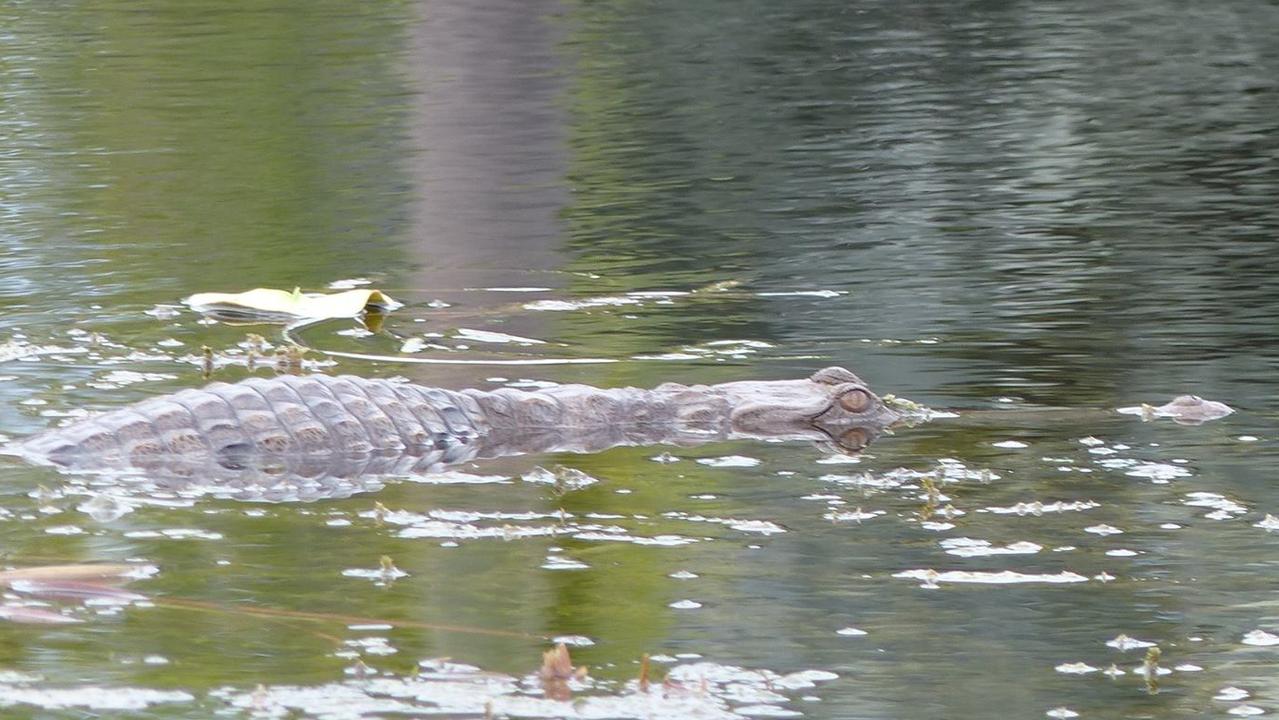 A similar-sized freshwater croc sighted in the Durack Lakes in 2017. Picture: Anita Jones