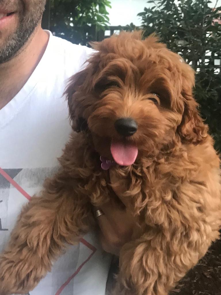 Stolen: Appeal for help to find Rosie cavoodle taken during burglary ...