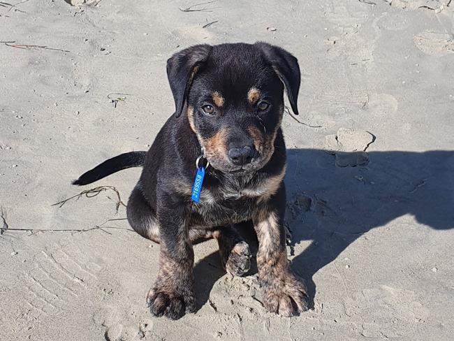 Charles Wooley’s new puppy Dusty and his oversized paws at eight weeks old. he has quickly wormed his way into the Wooley family’s hearts.